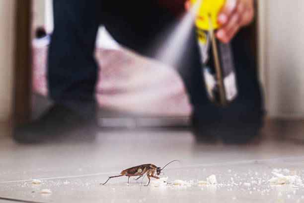 Pest Prevention Services in Homosassa, FL