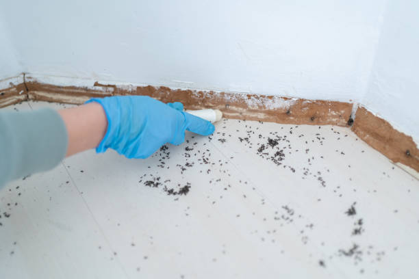 Best Pest Prevention Services  in Homosassa, FL